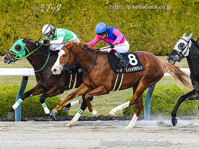 12/7 阪神11R・りんくうステークス メイショウホウレン