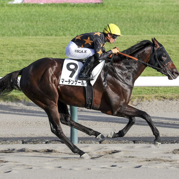 8/15　新潟10R・3歳未勝利　マーチンゲール